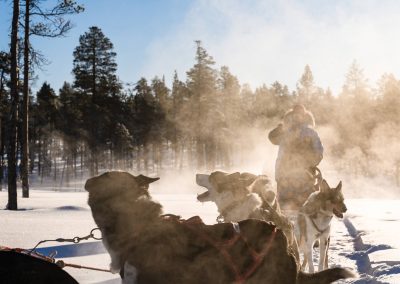 Exhilarating dog-sledding experience through the frozen forest.